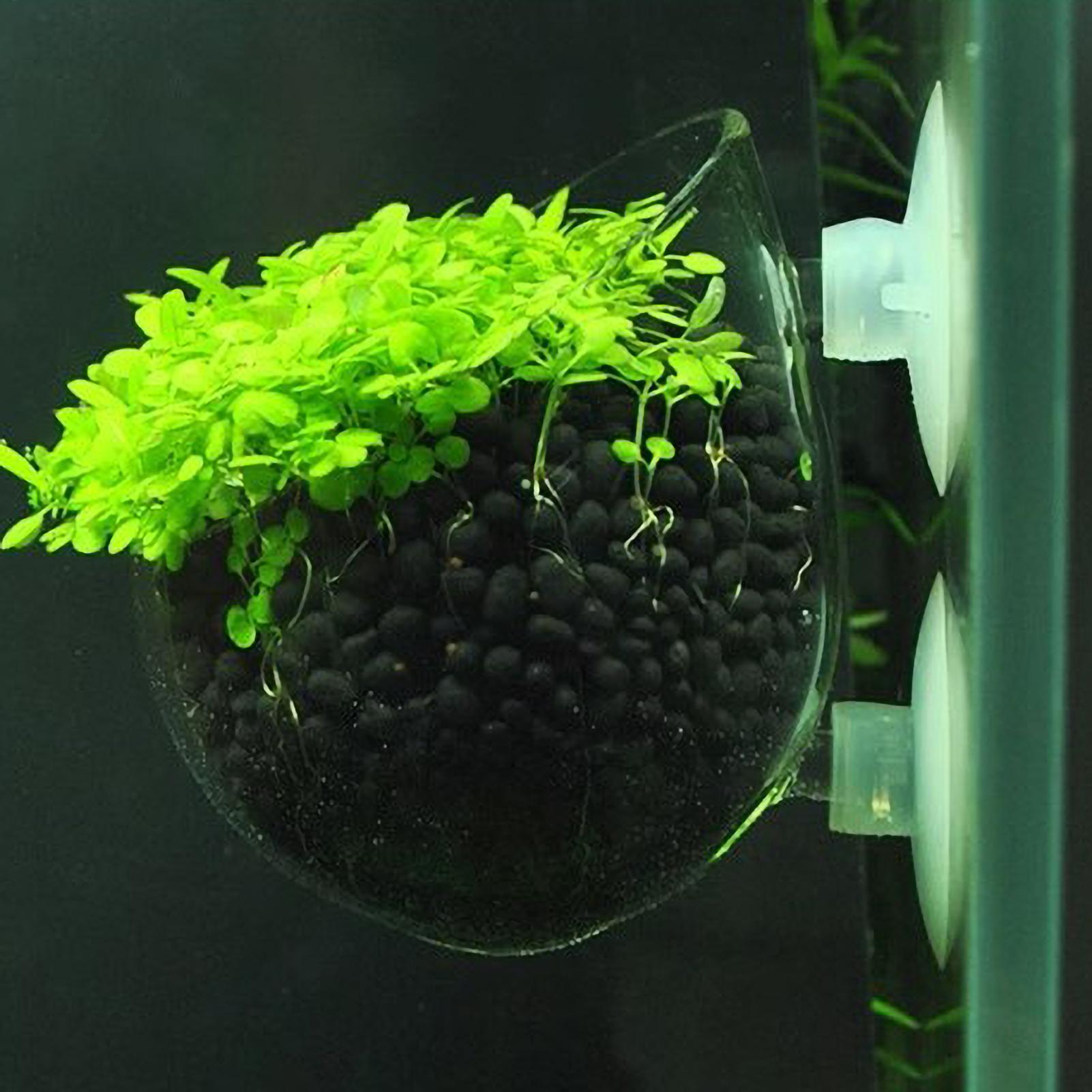Terrarium Glass Bottle - Support pour plantes d'aquarium en verre
