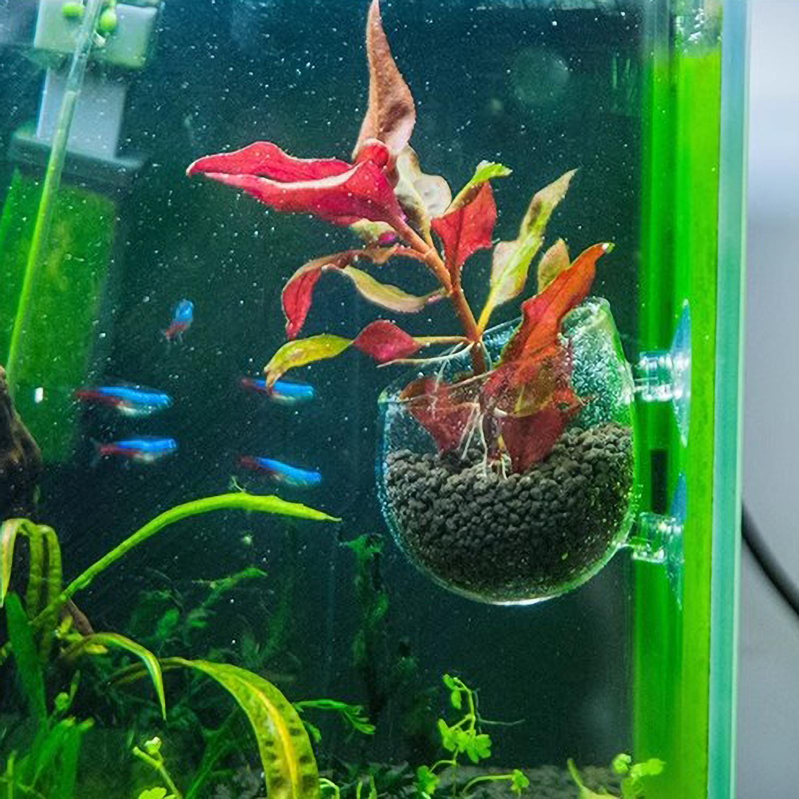 Support pour plantes d'aquariu - Terrarium Glass Bottle avis et prix